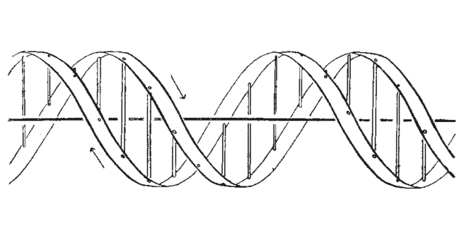 watson-crick-1953_figure_rotated.png