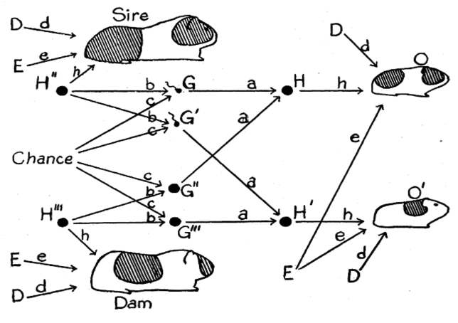 Hand-drawn diagram of two large guinea pigs labeled Sire and Dam on the left and two smaller guinea pigs labeled O and O' (read as O-prime) on the right with lots of arrows pointing from left to right, from the parents to the offspring, labeled with variations of upper and lower case letters including, a, b, c, d, e, g, and h, with the word Chance written at the farthest left with arrows pointing from it to all of the depicted individuals (pigs) and effects (lines).